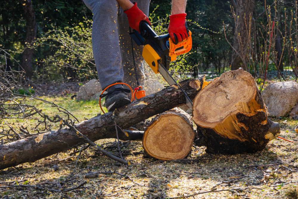 tree removal