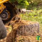 Stump grinding after tree removal