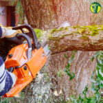 How Tree Removal Prevents Property Damage