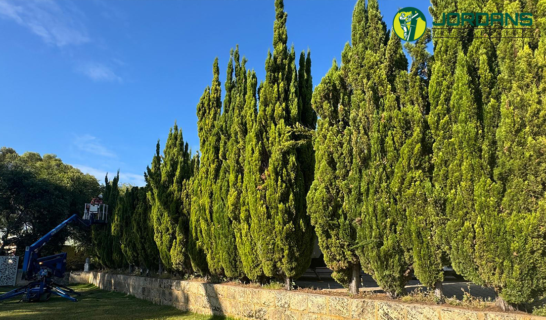 why Tree removal is essential