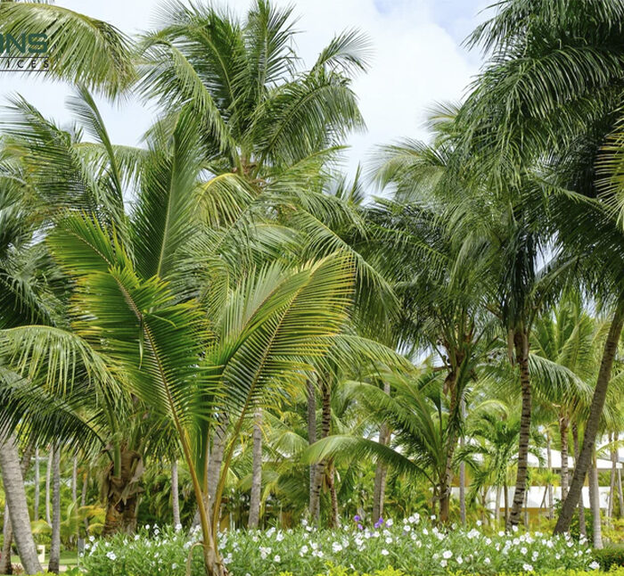 No Thumbnail