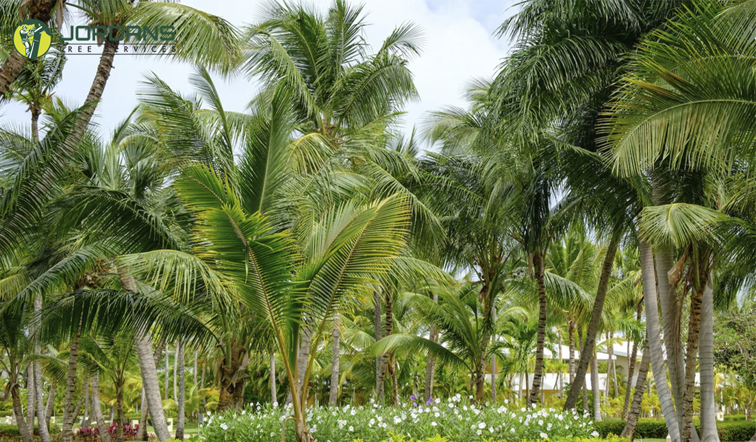 Palm Tree maintainance