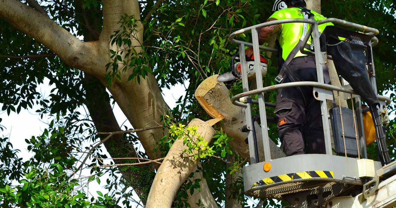 Jordans Tree Services - Big Tree Trimming Rockingham Baldivis Mandurah Kwinana Cockburn Serpentine WA