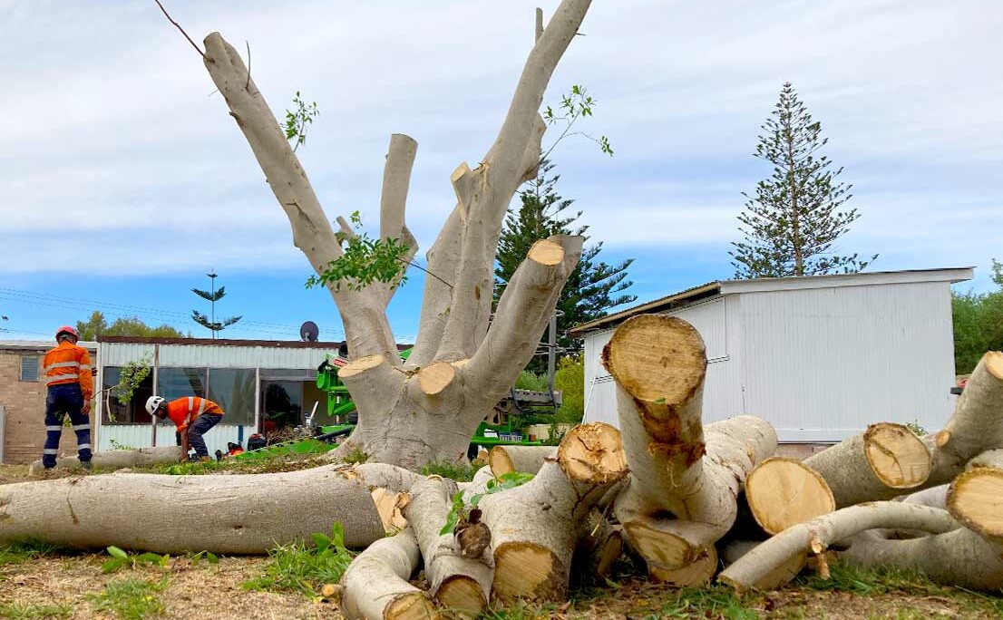 Jordans Tree Services - Large Tree Cutting & Removal Rockingham, Baldivis, Mandurah, Pinjarra, Cockburn, Jarrahdale, Dawesville, Halls Head, Serpentine WA
