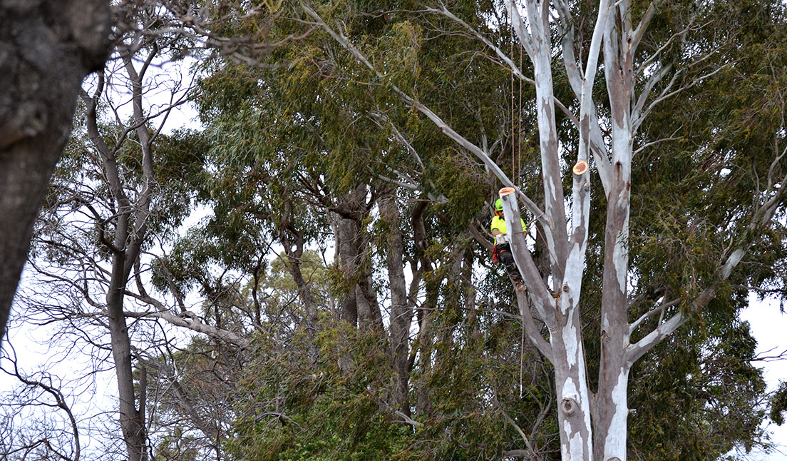 Jordans Tree Services - Local Residential & Commercial Big Tree Trimming & Lopping Rockingham, Baldivis, Mandurah, Pinjarra, Cockburn, Jarrahdale, Dawesville, Serpentine, Baldivis, Halls Head, Port Kennedy WA