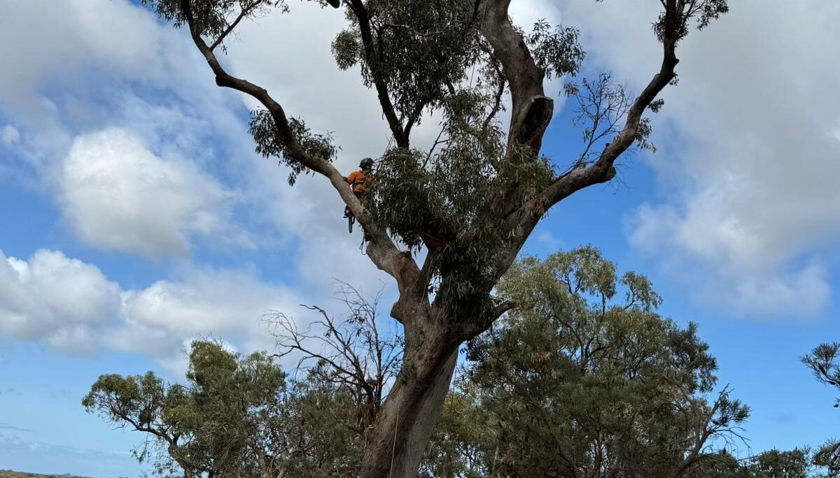 Tree Care Services