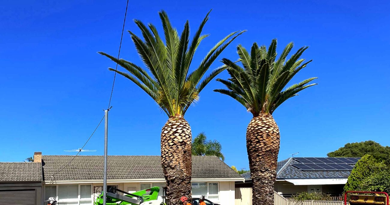 Jordans Tree Services Palm Tree Trimming & Maintenance Rockingham Mandurah Kwinana Cockburn Dawesville Serpentine Cockburn Pinjarra WA