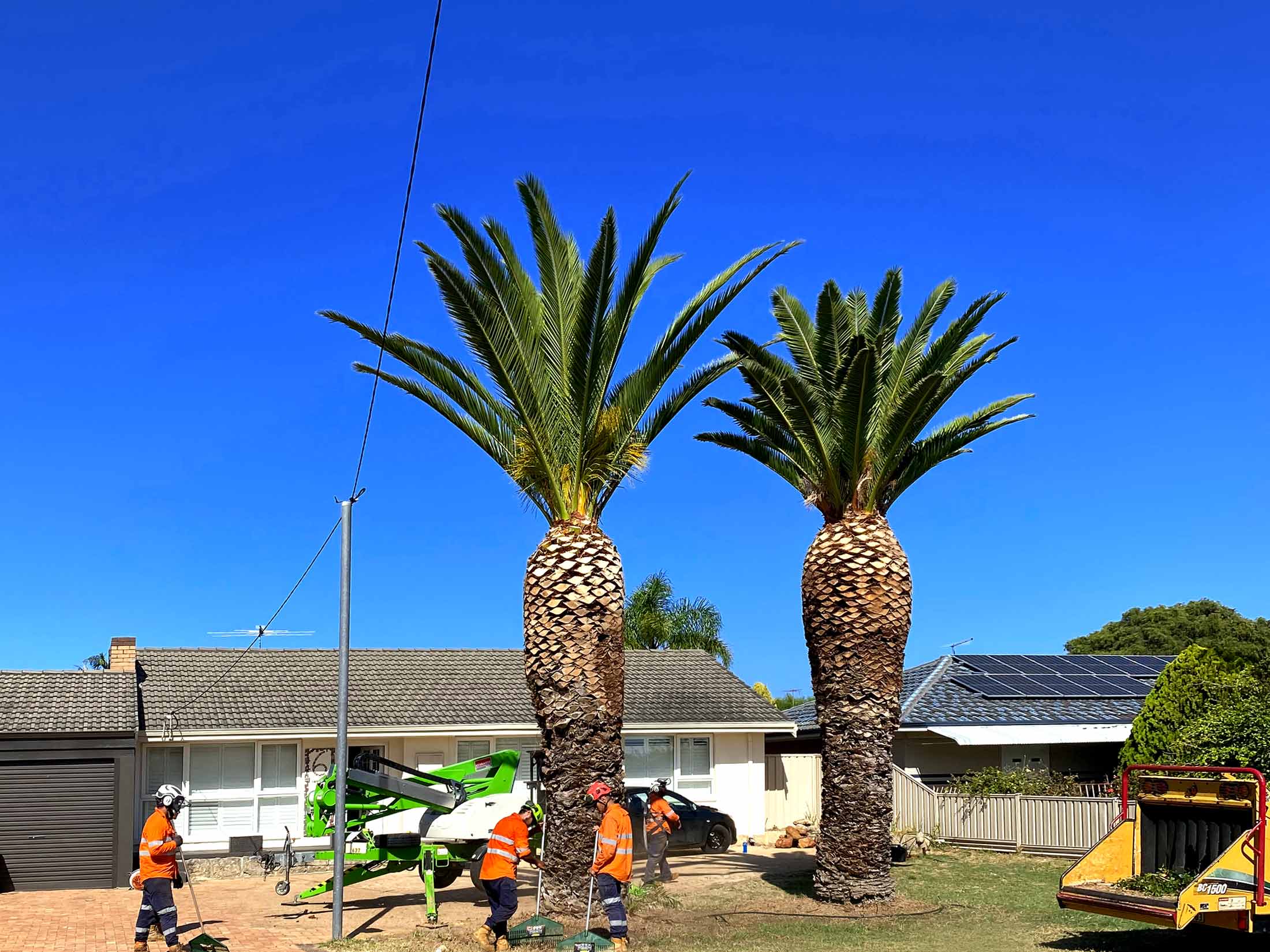 Jordans Tree Services Palm Tree Trimming & Maintenance Rockingham Mandurah Kwinana Cockburn Dawesville Serpentine Cockburn Pinjarra WA