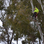 Jordans Tree Services - Affordable Residential & Commercial Big Tree Trimming & Lopping Rockingham, Baldivis, Mandurah, Pinjarra, Cockburn, Jarrahdale, Dawesville, Serpentine, Baldivis, Halls Head, Port Kennedy WA