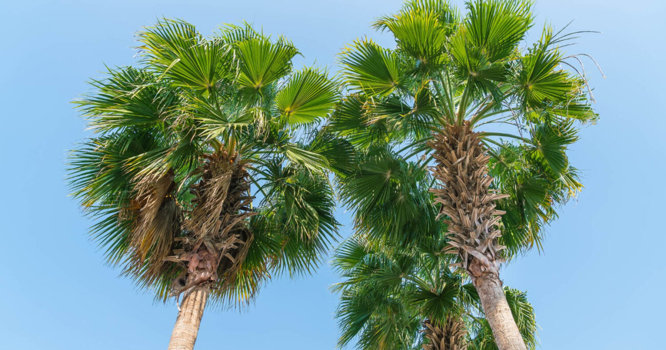 palm tree removal Rockingham