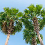 palm tree removal Rockingham