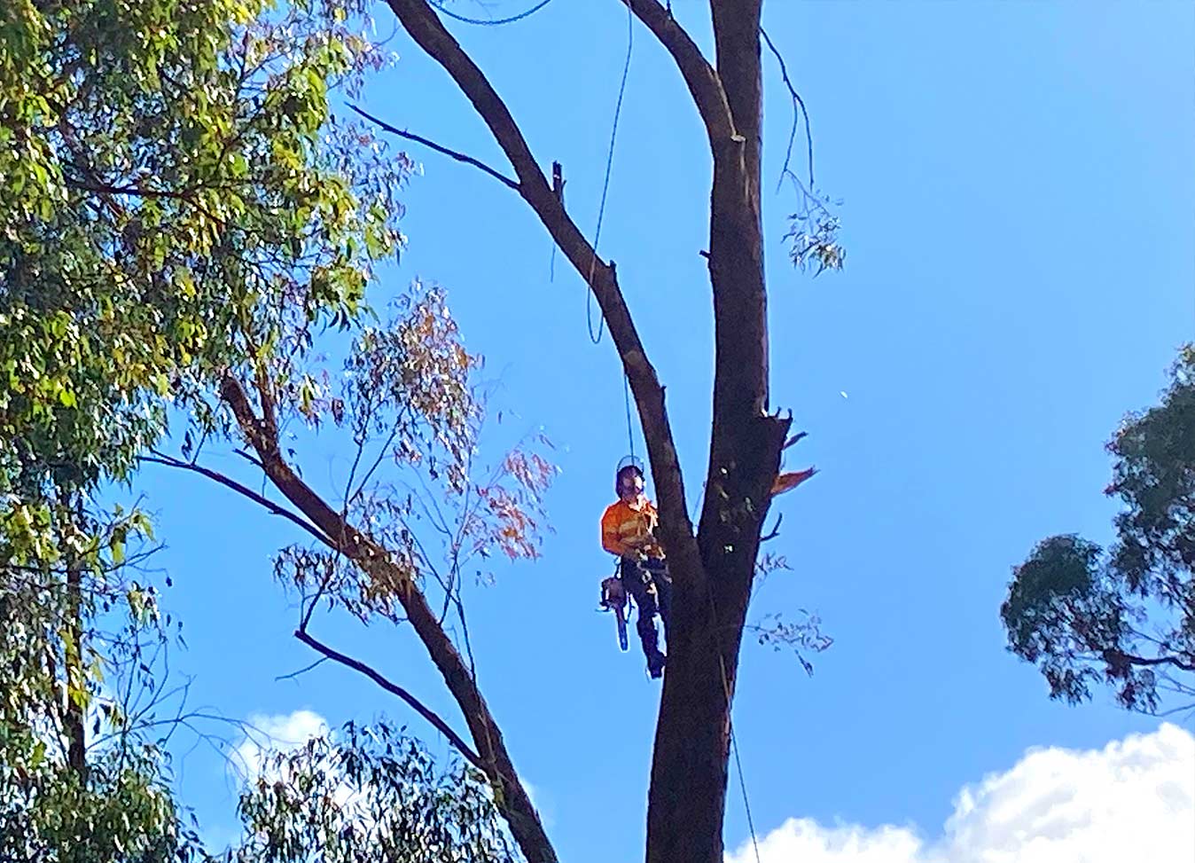 Jordans Tree Services Professional Pruning Tall Gumtree Safety Local Rockingham Baldivis Mandurah Kwinana Cockburn WA