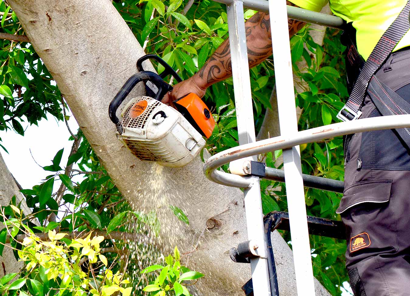 Jordans Tree Services Professional Fig Branch Lopping Chainsaw Safe Lift Rockingham Mandurah Kwinana Cockburn Halls Head WA