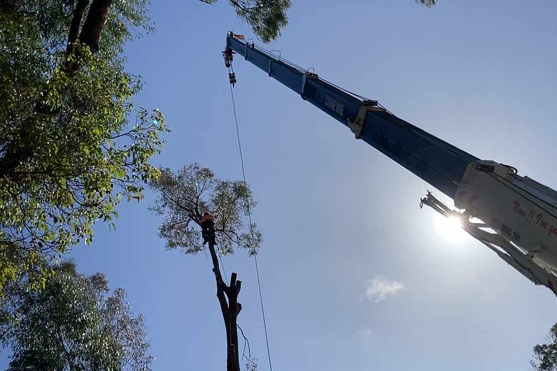 Tree Services Fully Insured Experienced Tree Care Team Mandurah Pinjarra Peel Region WA