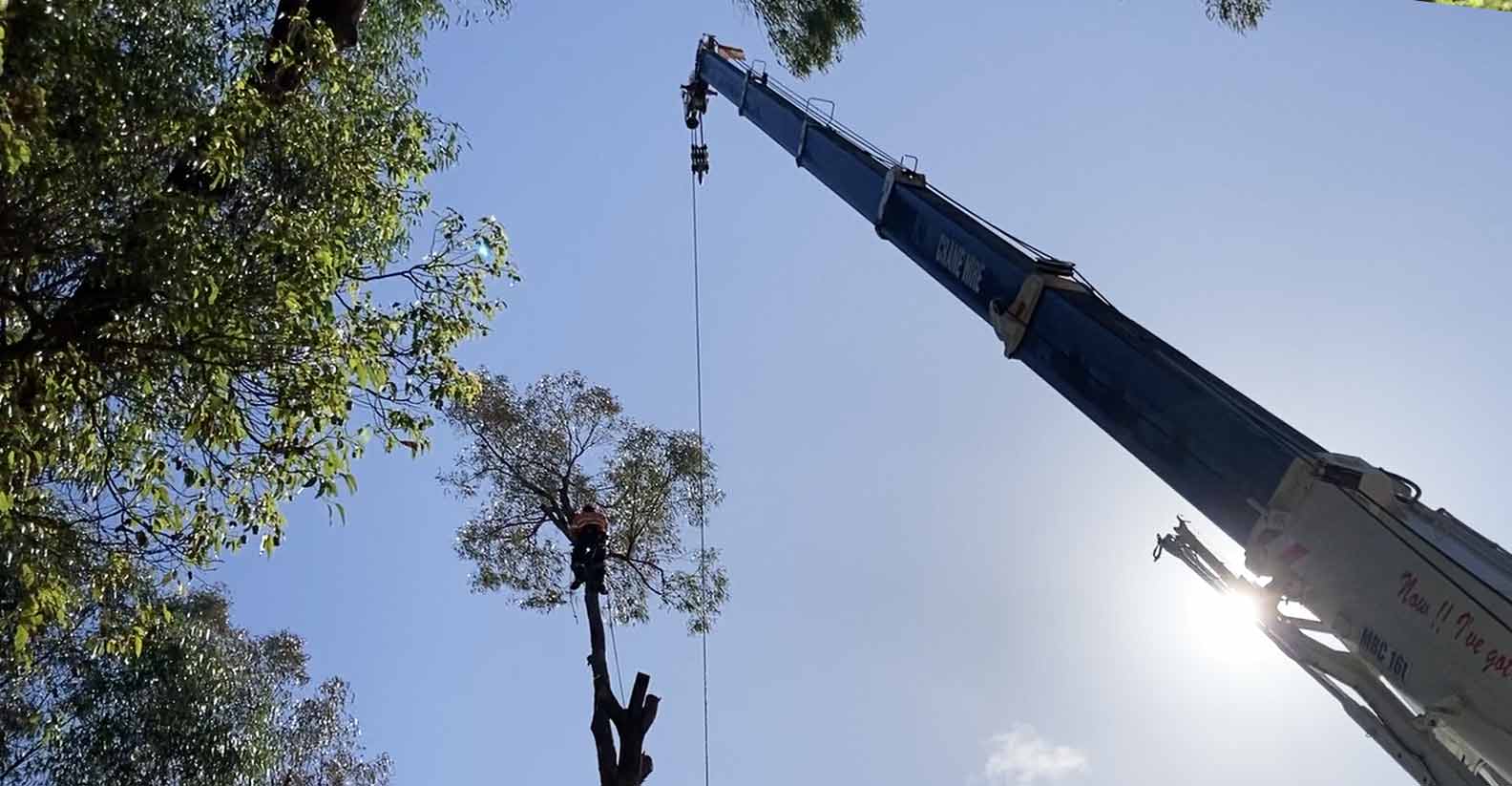 Jordans Tree Removal Services Rockingham Baldivis Mandurah Pinjarra Cockburn Jarrahdale Dawesville Serpentine Baldivis WA