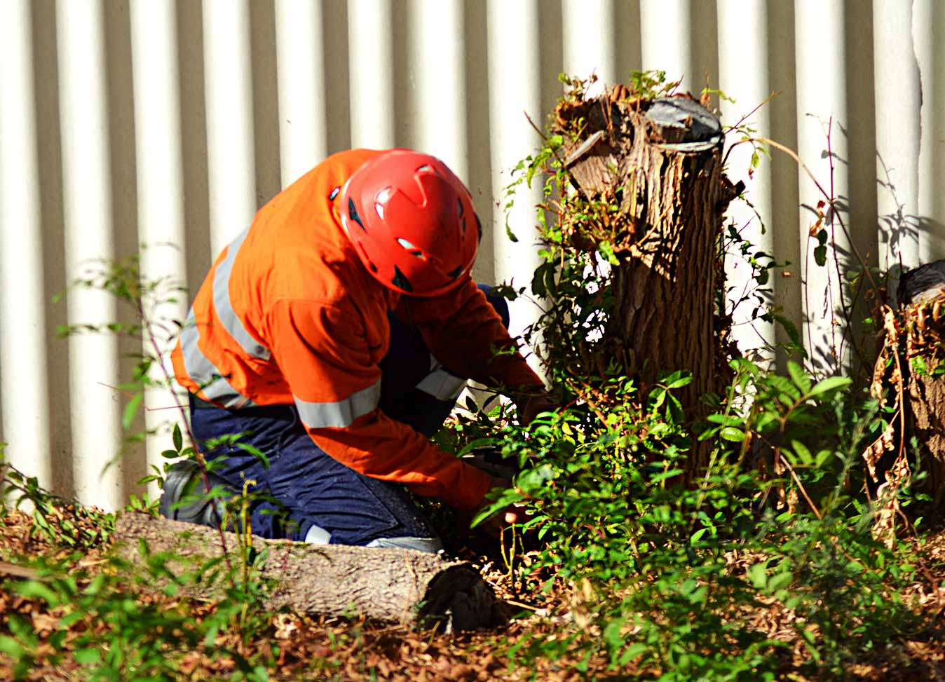 Jordans Tree Services - Stump & Root Removal Rockingham Mandurah Kwinana Cockburn Baldivis Pinjarra WA
