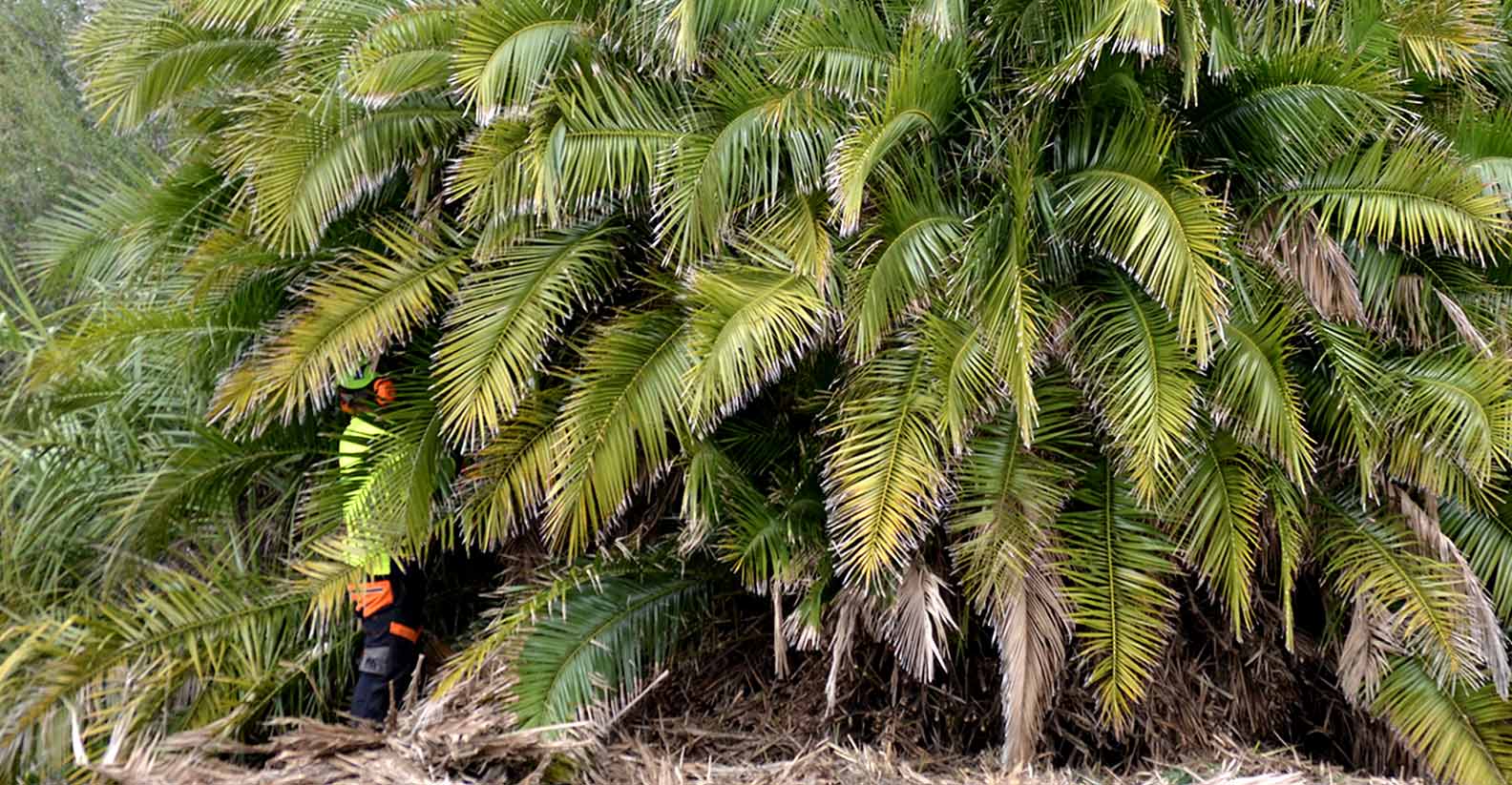 Jordans Tree Services Palm Tree Trimming & Cleaning Rockingham, Mandurah, Kwinana, Baldivis, Cockburn, Dawesville, Halls Head, Serpentine, Pinjarra, WA