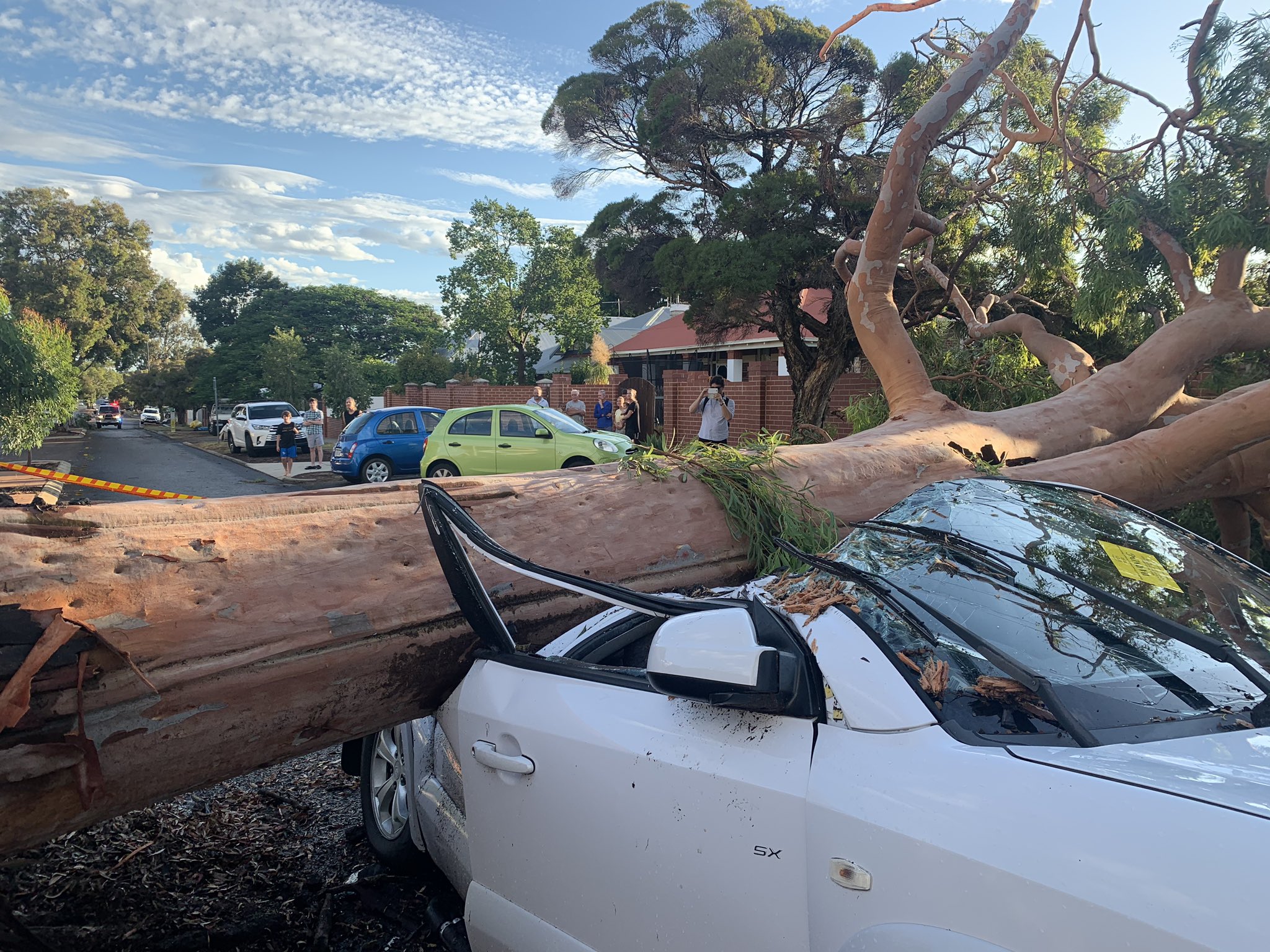 Fallen Tree Perth WA - CC Sarah Pond