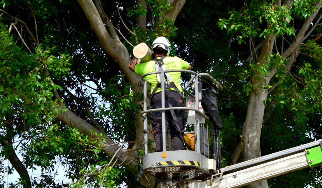 Jordans Tree Services - Residential & Commercial Large Tree Lopping & Removal Rockingham, Baldivis, Mandurah, Pinjarra, Cockburn, Jarrahdale, Dawesville, Serpentine, Baldivis, Halls Head, Port Kennedy WA